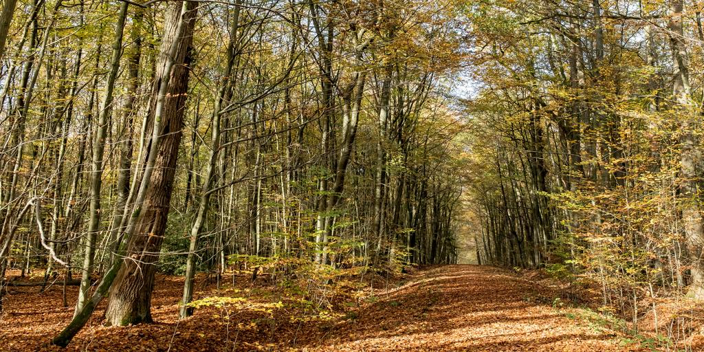 Herbstwandern, © Wolfgang Weiser, Unsplash
