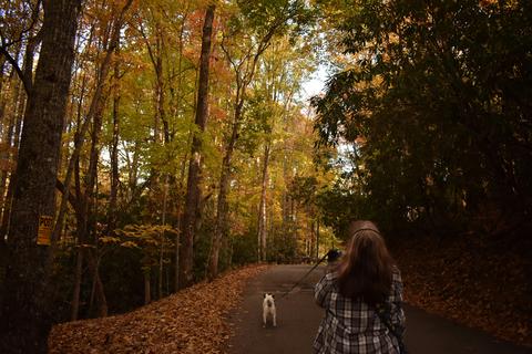 Urlaub mit Hund in den Bergen, © Audri van Gores