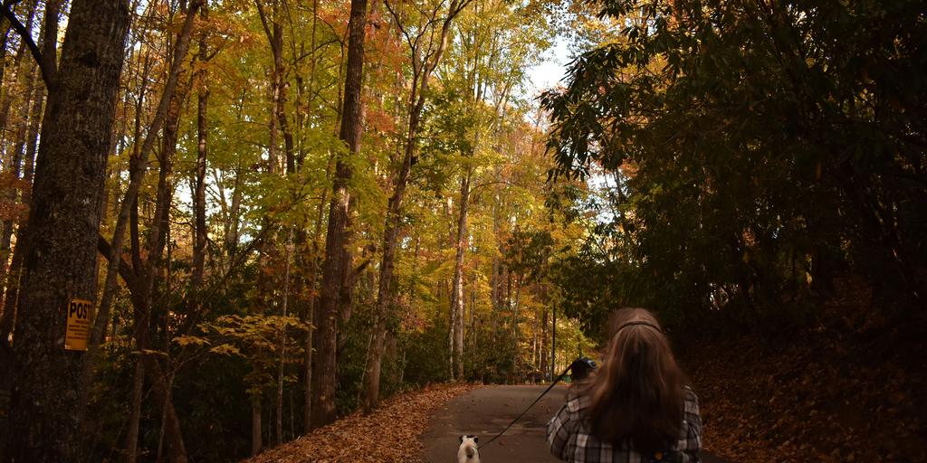 Urlaub mit Hund, © Audri van Gores, Unsplash