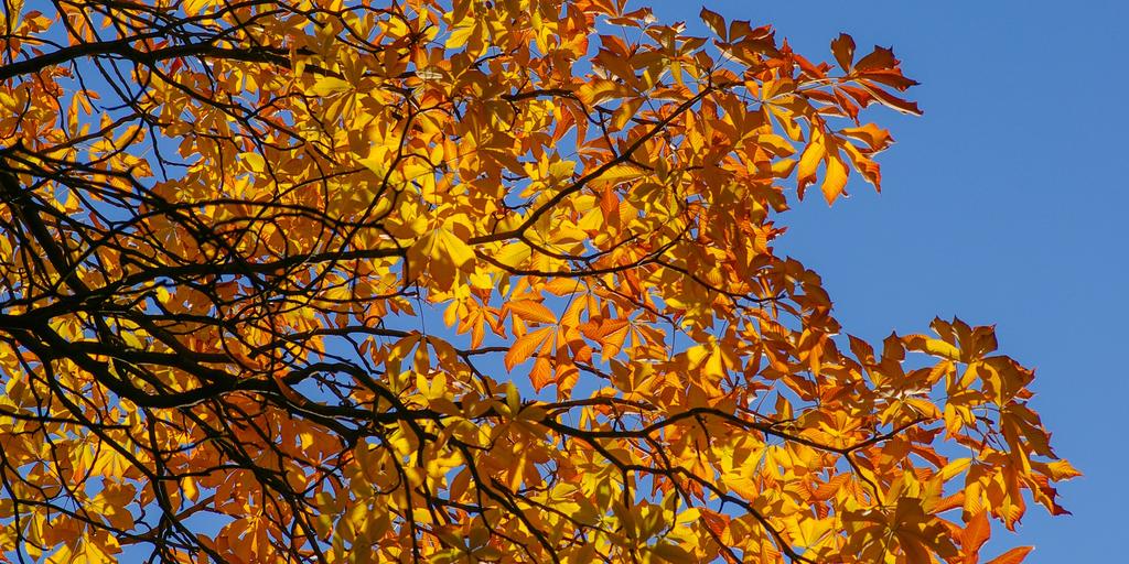 Herbstbaum mit gelb-roten Blättern fotografiert vor blauem Himmel